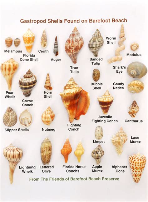 shell wiki|kinds of shells with pictures.